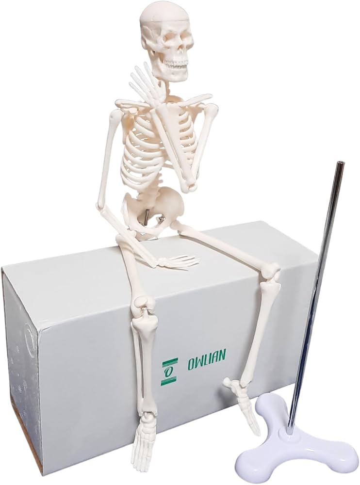 Amazon.co.jp: OWLIAN 1/4サイズ 全身骨格模型 肩関節が自由に動かせる