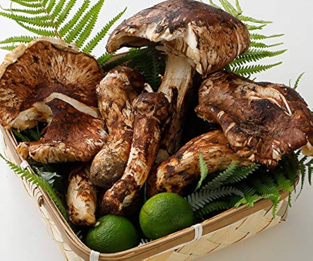 北海道松茸500g 訳あり