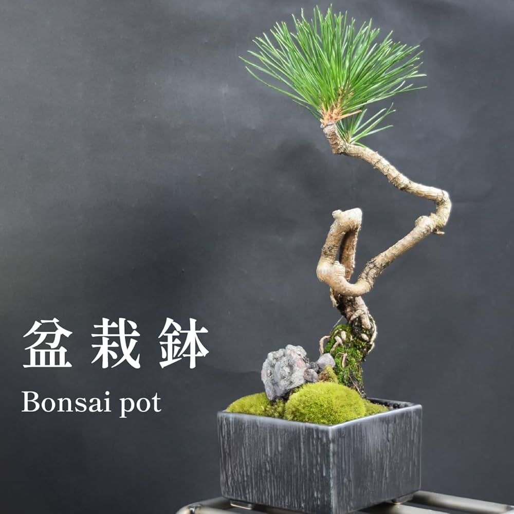 003.【浅井茶山作】龍翁陶器/変型鉢/盆栽鉢/木箱付き 003.【浅井茶山作