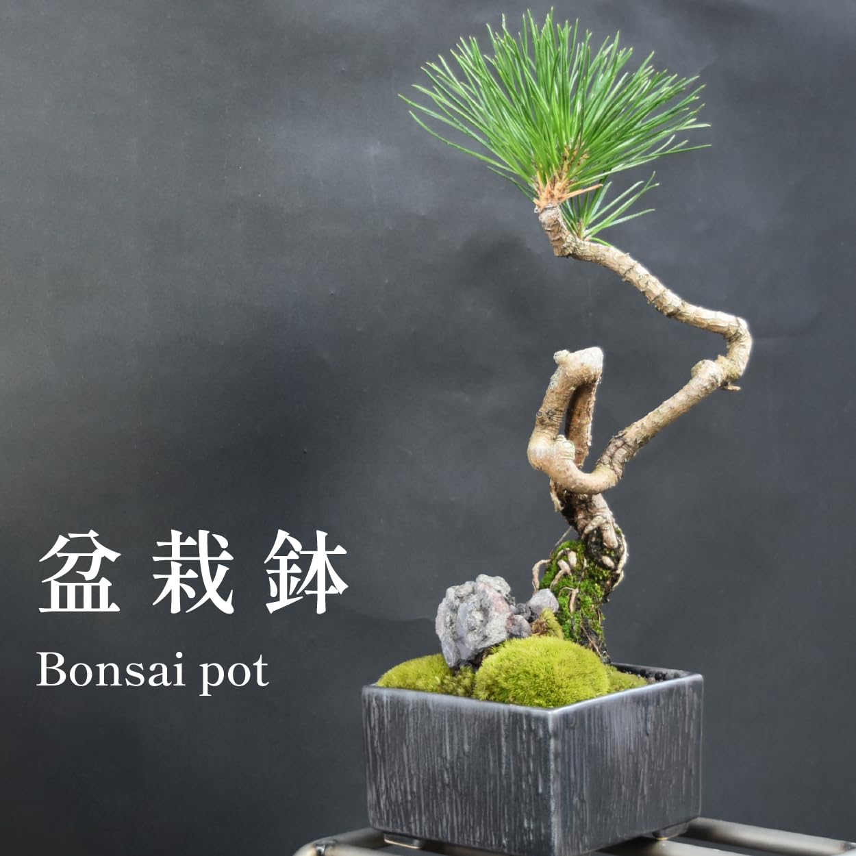 405＋683 3鉢 盆栽 盆栽鉢 植木鉢 和鉢 秀峰 405＋683 3鉢 盆栽 盆栽鉢