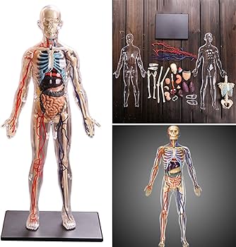 Amazon | GUOOL 1：6人体解剖学透明体取り外し可能な筋肉、臓器、骨