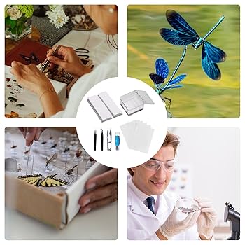 透明標本作製キット】(上級) 20点 自由研究 学習教材 改良版 透明標本