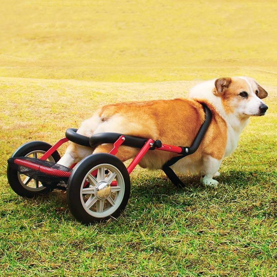 犬用車椅子 コーギー 犬 車椅子 歩行器