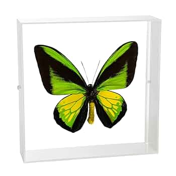 蝶の標本 トリバネアゲハの世界(1AA1) 蝶の標本 トリバネアゲハの世界