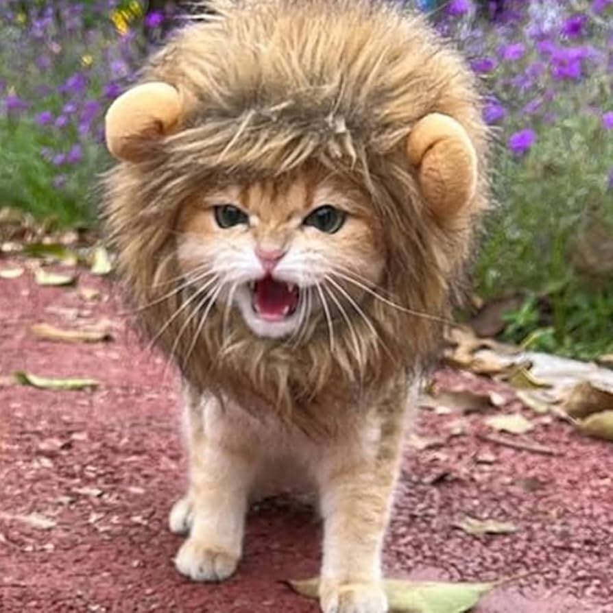 Amazon | 猫被り物 ライオン 犬 猫用ウィッグ ペット用帽子 可愛い