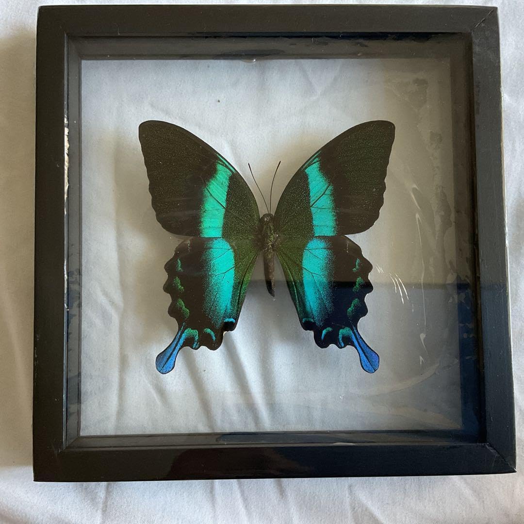 アゲハ蝶 ブルメイアゲハ 標本 【公式通販】