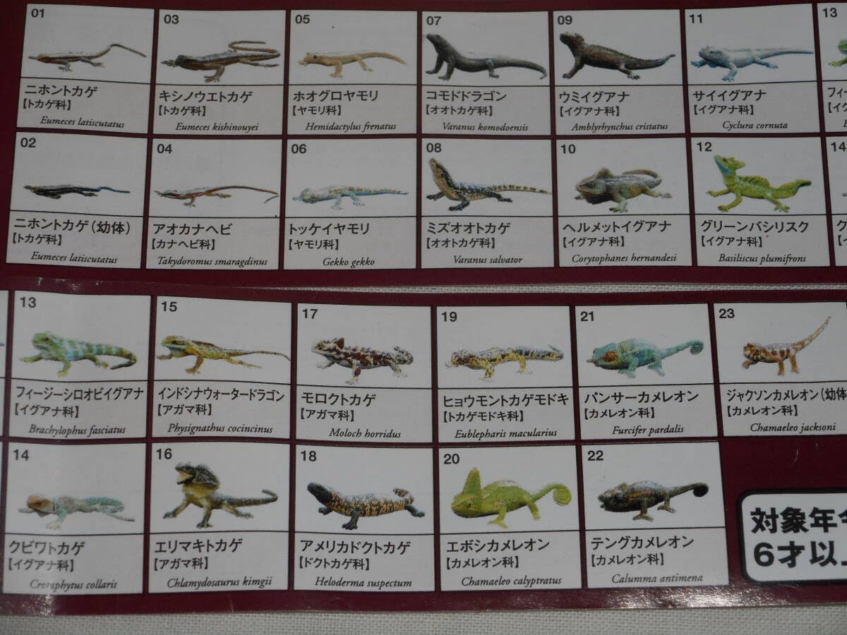 原色爬虫類トカゲ 図鑑 24体セット