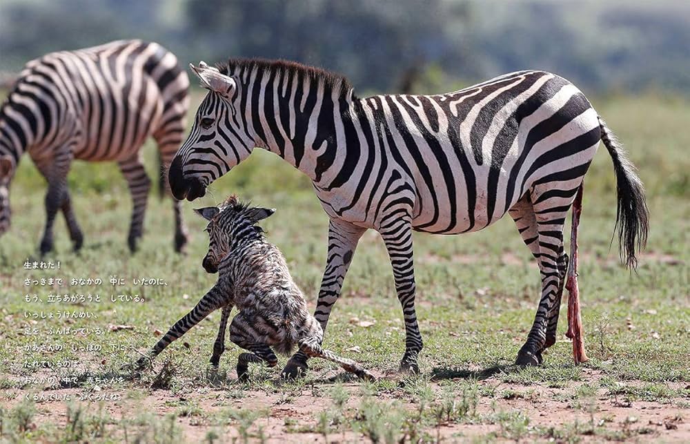 Amazon.co.jp: シマウマ (教科書にのってるどうぶつの赤ちゃん) : 木坂