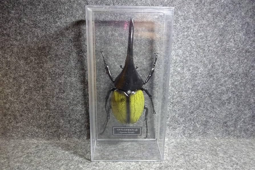 Amazon.co.jp: ヘラクレススオオカブト デアゴスティーニ 世界の昆虫