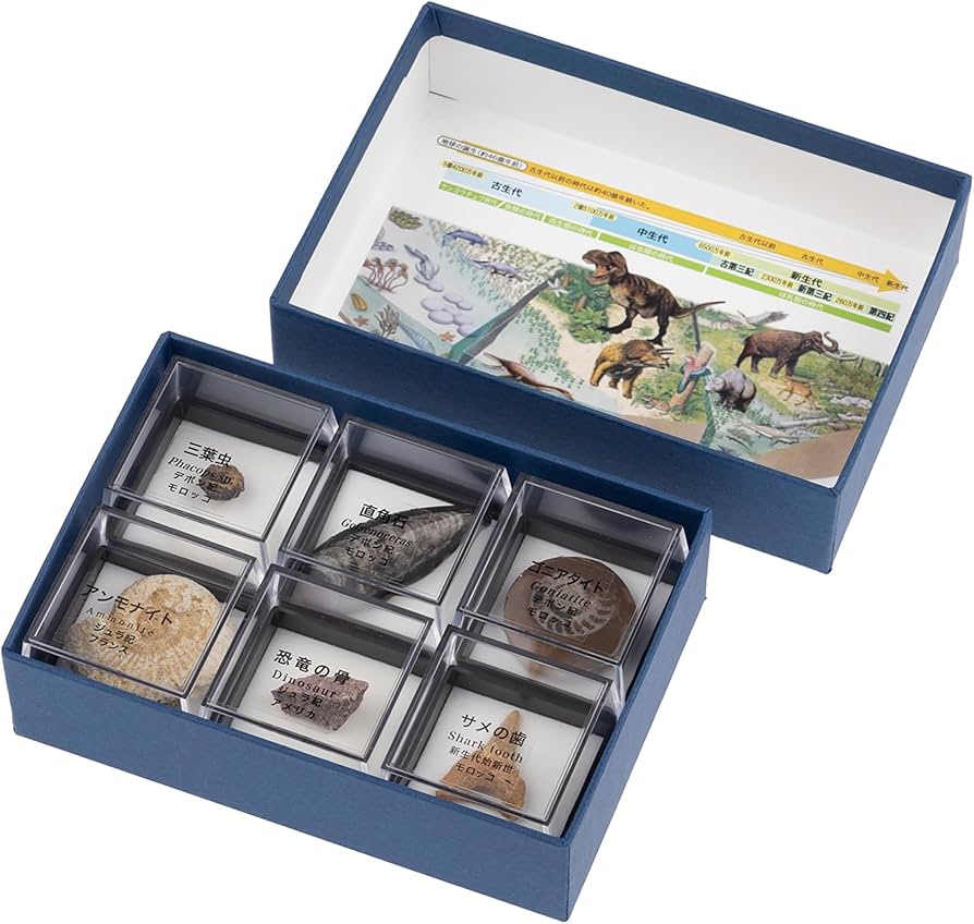 Amazon | 大江理工社(Oherikosha) ブック型標本セット 示準化石6種