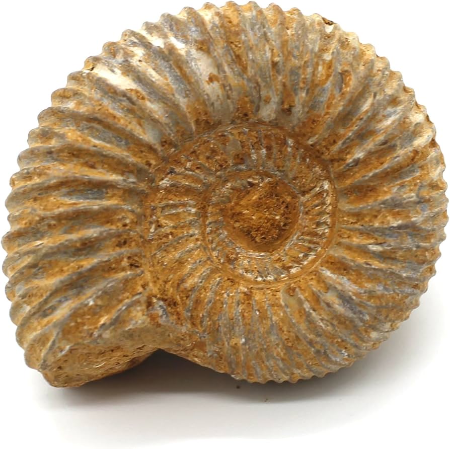 G-3 アンモナイト化石 ファイア マダガスカル産 G-3 アンモナイト化石