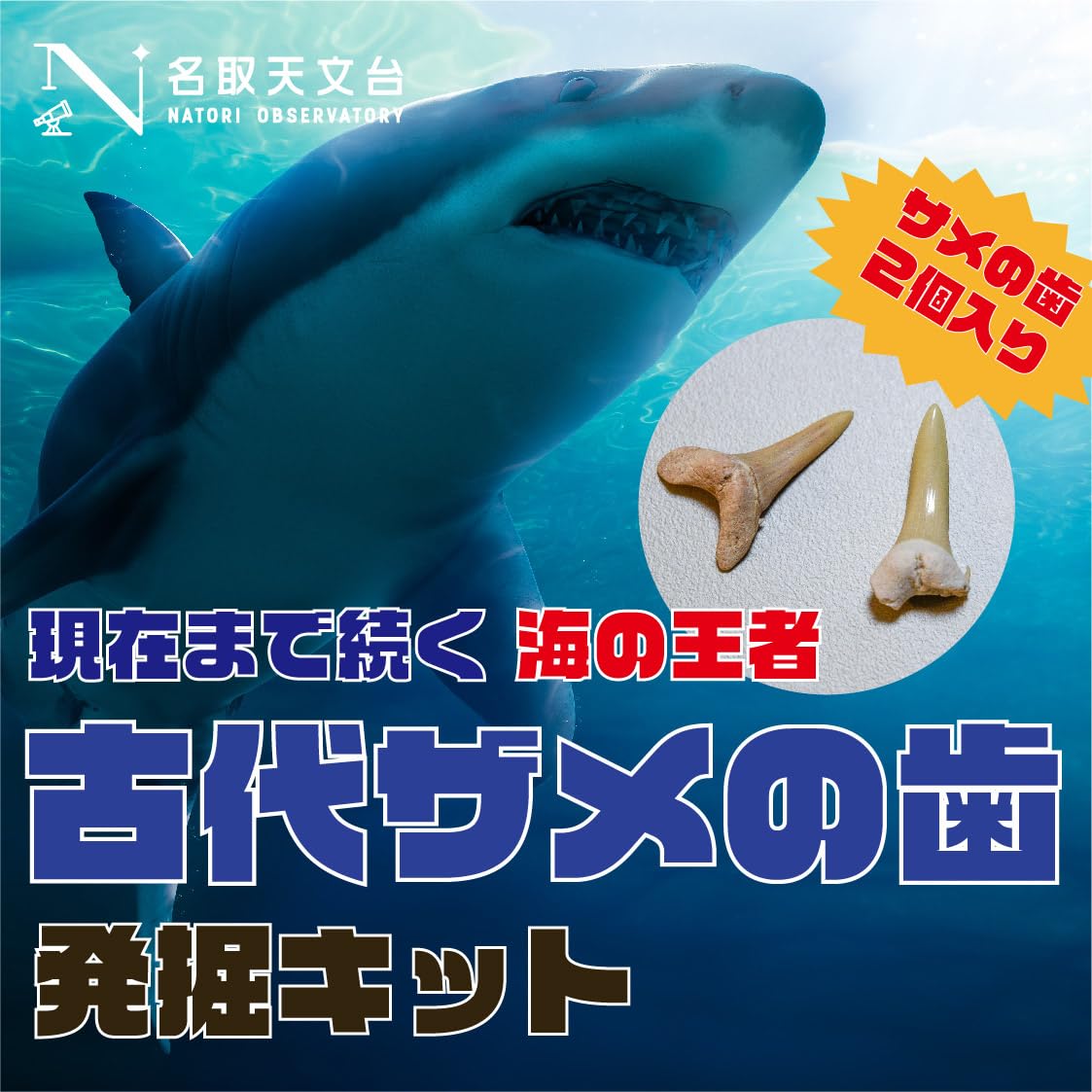 サメの歯 海岸で拾った 貝類や石灰質の付着物があります サメの歯 海岸