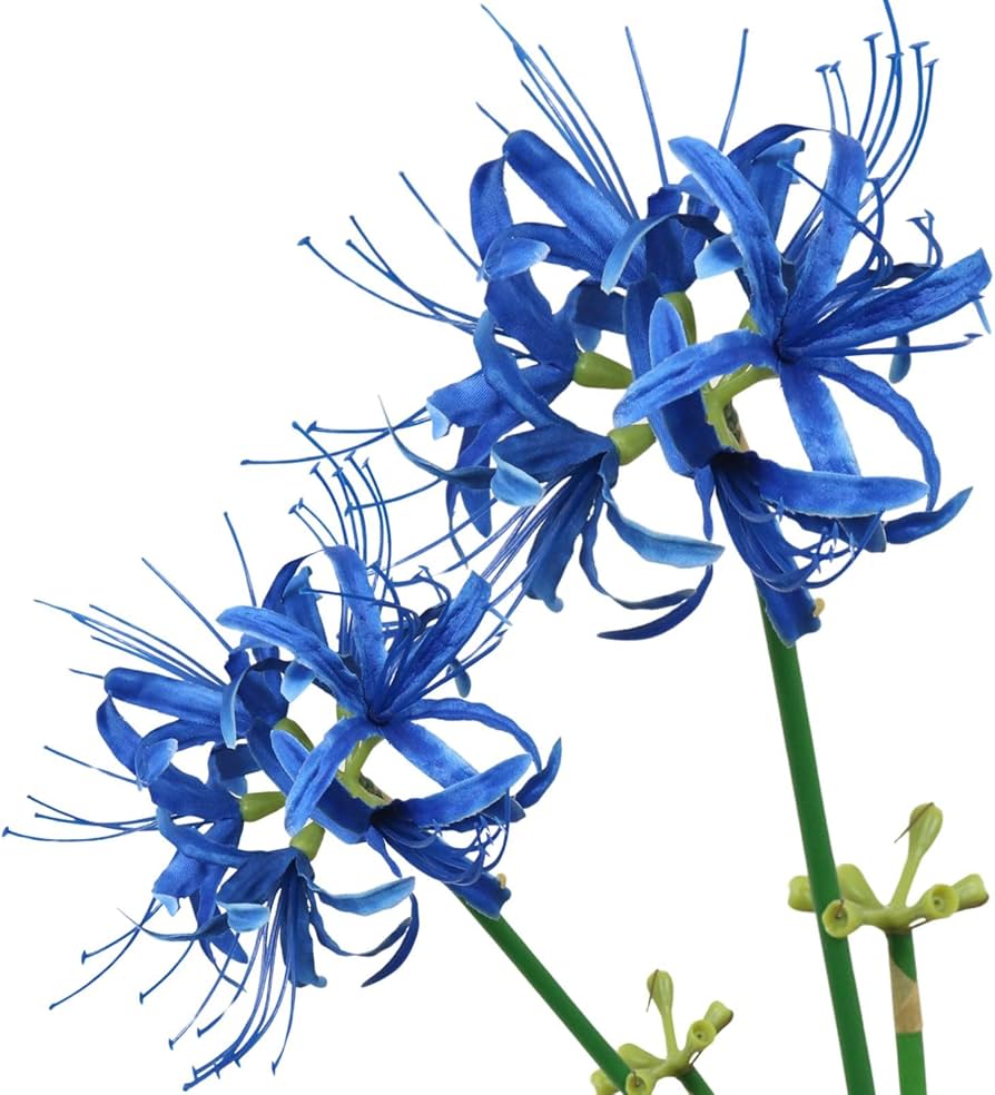 Amazon.co.jp: Leap Raupe 彼岸花 造花 アクセサリー ヒガンバナ (2本, 青)