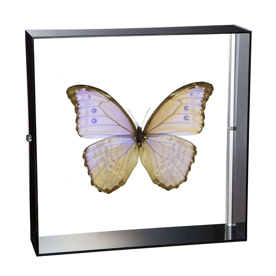 アルゼンチン産モルフォエピストフィウス3特大106mm