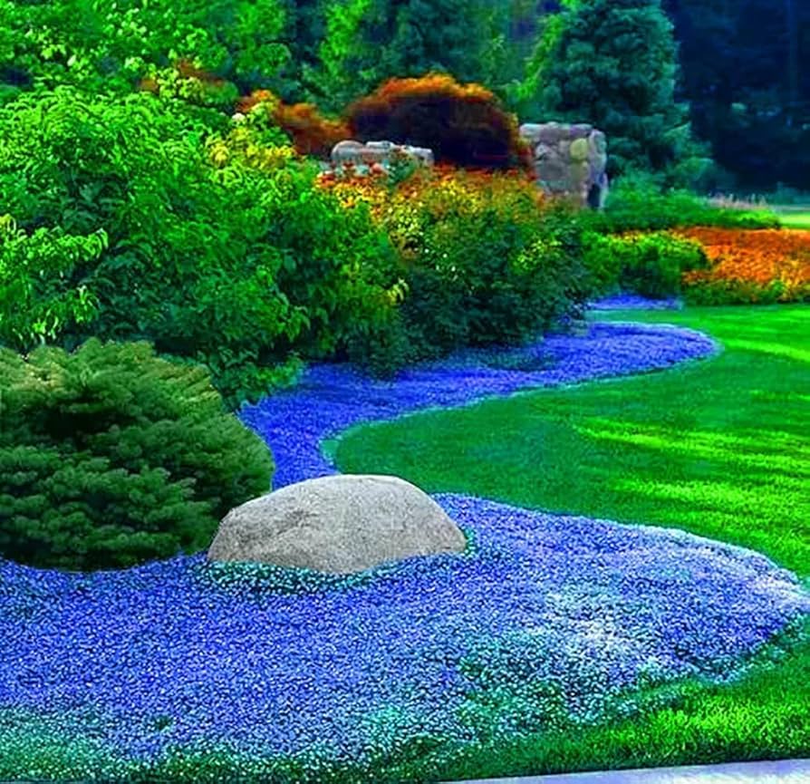 Amazon.com : Creeping Thyme Seeds for Planting - 21000+ Blue