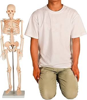 Amazon.co.jp: 人体模型ガイコツ (85cm, 人骨模型) : 産業・研究開発用品