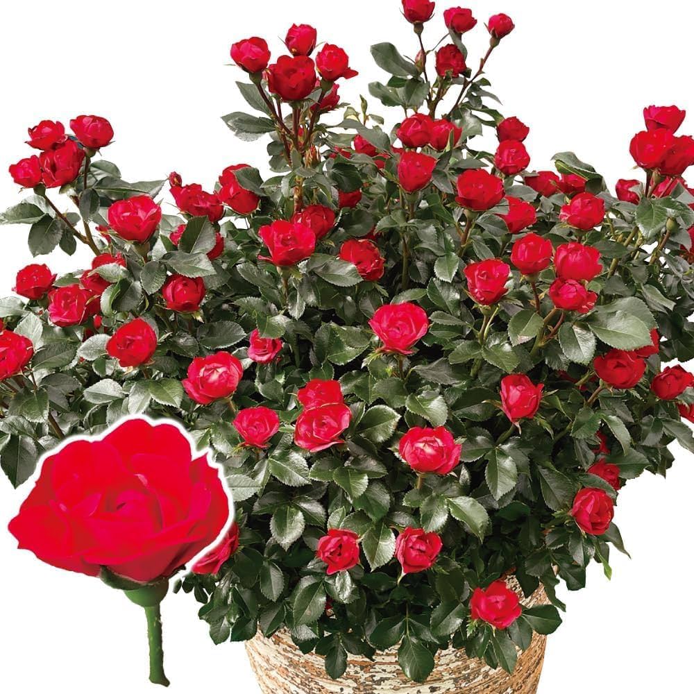 Amazon.co.jp: バラ苗 四季咲き性 ゼプティPVP 1株 / 国華園 25年秋