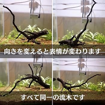 Amazon | アク抜き済み枝流木 30cm水槽用 沈む流木 あく抜き済み
