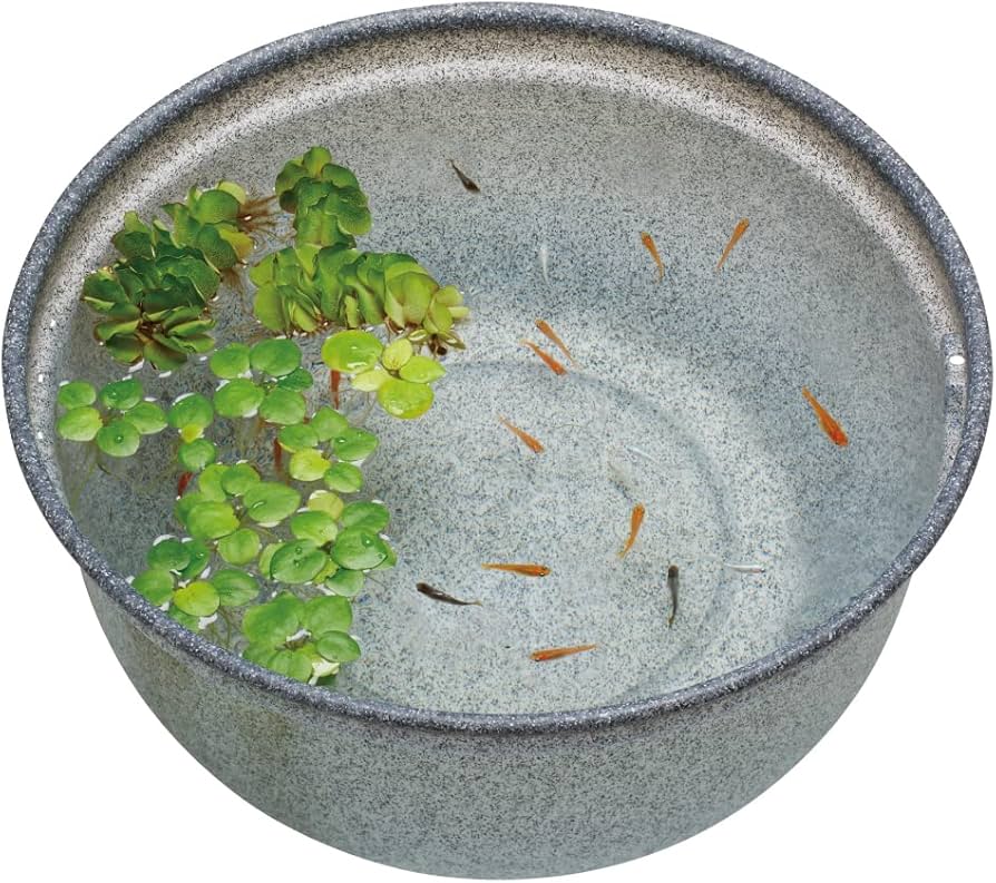 Amazon | ジェックス GEX メダカ元気 メダカのための飼育鉢 みかげ 420