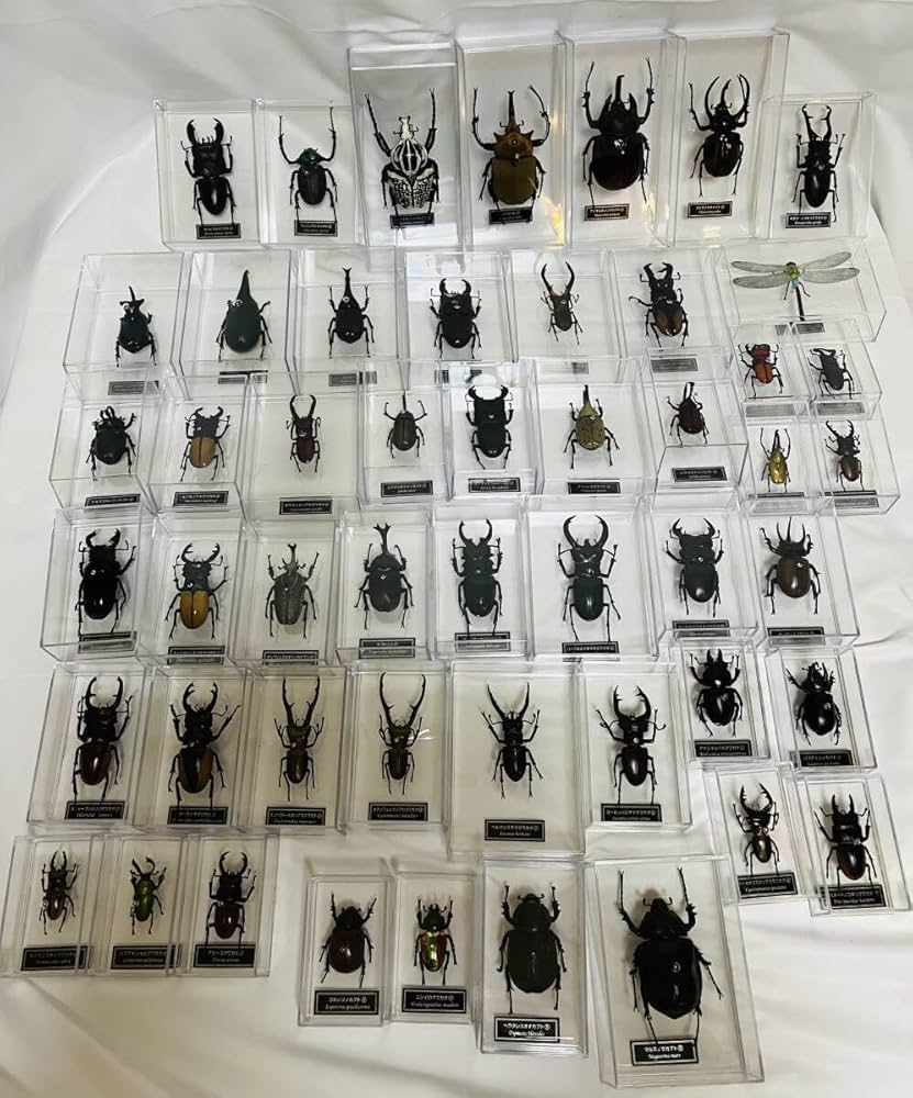 昆虫標本 コレクション 【公式通販】