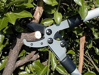 71tQ0dJQPQL._AC_UF350,