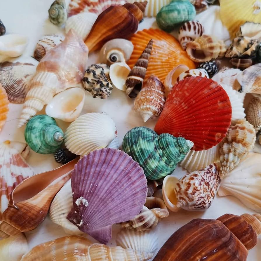 Amazon.co.jp: siawadeky カラフル 貝殻 500g アソート セット 天然