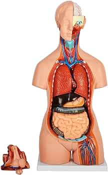 Amazon.co.jp: [JUEKO]人体模型 [全20パーツ 85㎝ 等身大] ユニ