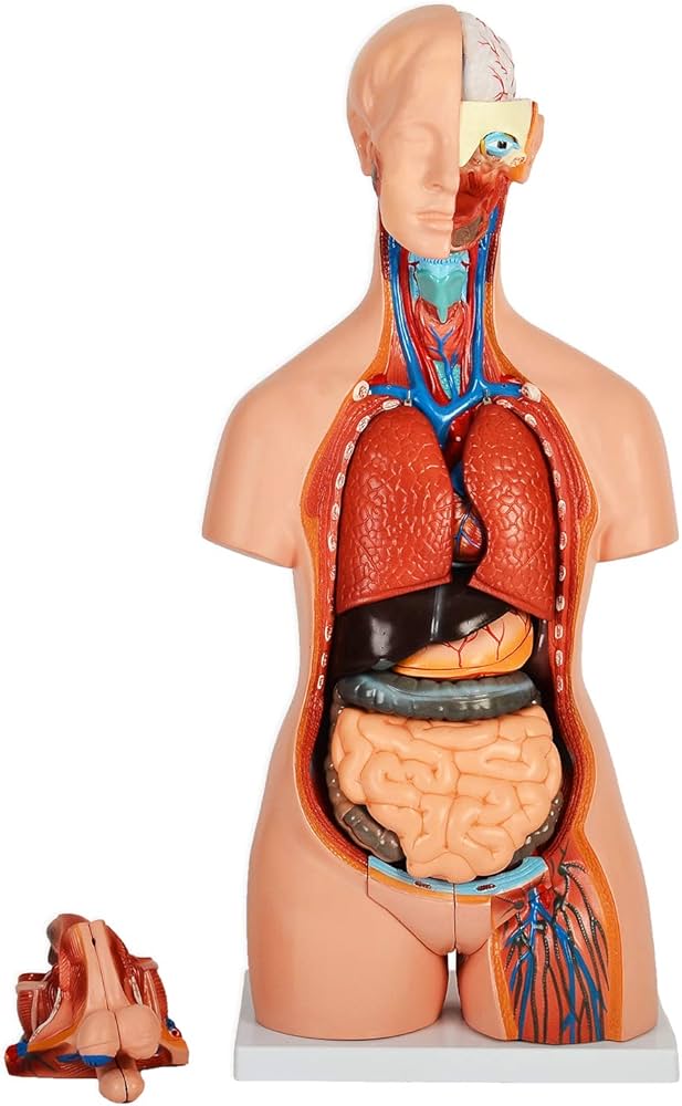 Amazon.co.jp: [JUEKO]人体模型 [全20パーツ 85㎝ 等身大] ユニ