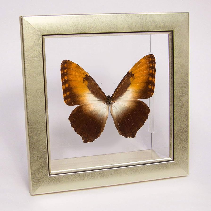 Amazon.co.jp: 蝶の標本 ヘクバモルフォ メタリック調ライトフレーム