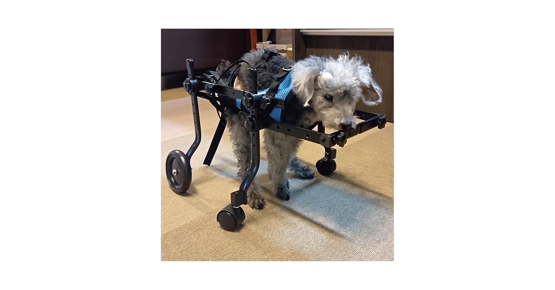 Amazon.co.jp: MIKEART 犬用車椅子 4輪 歩行器 車いす 車いす 後ろ足