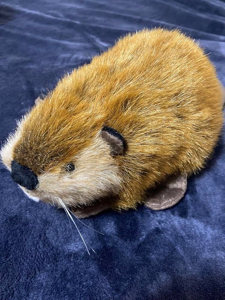 SUPER BEAVER スーパービーバーちゃん Amazon.co.jp: SUPER BEAVER