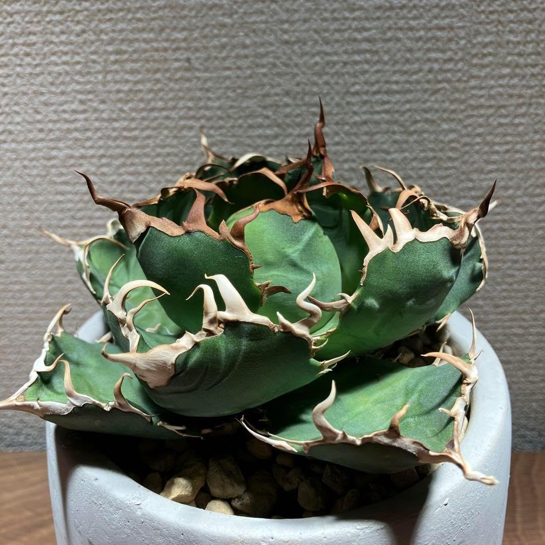 MTW-6748 蔦流木1点物 90cm水槽用流木 アクアリウム