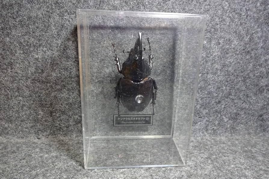 Amazon | ケンタウルスオオカブト デアゴスティーニ 世界の昆虫 DATE