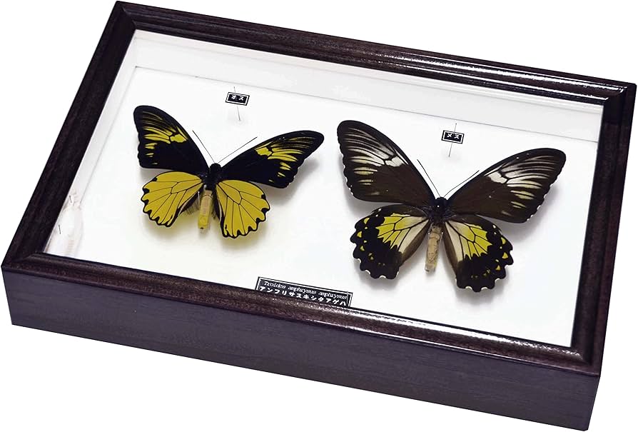 Amazon | 美しい蝶の標本 名和昆虫博物館企画・製作 アンフリサスキ