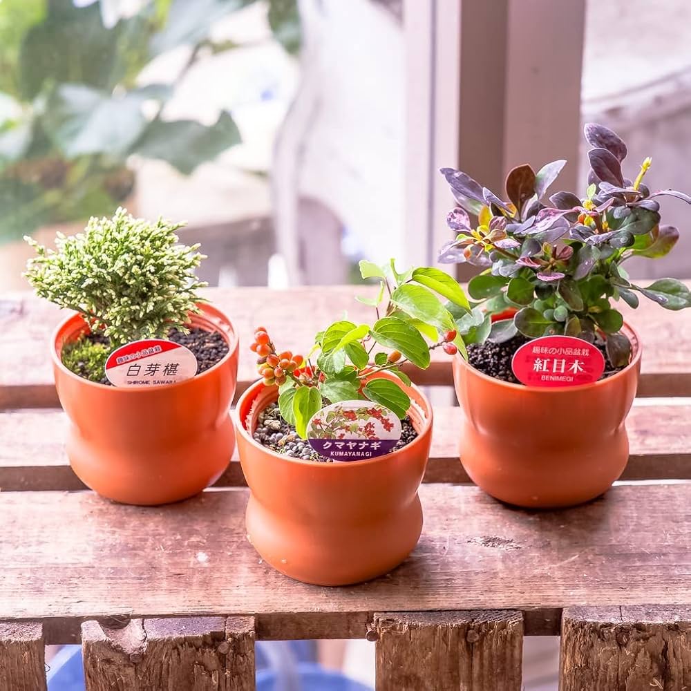 盆栽鉢】中国宜興 朱泥 額入雲脚 楕円鉢 盆栽鉢】中国宜興 朱泥 額入雲