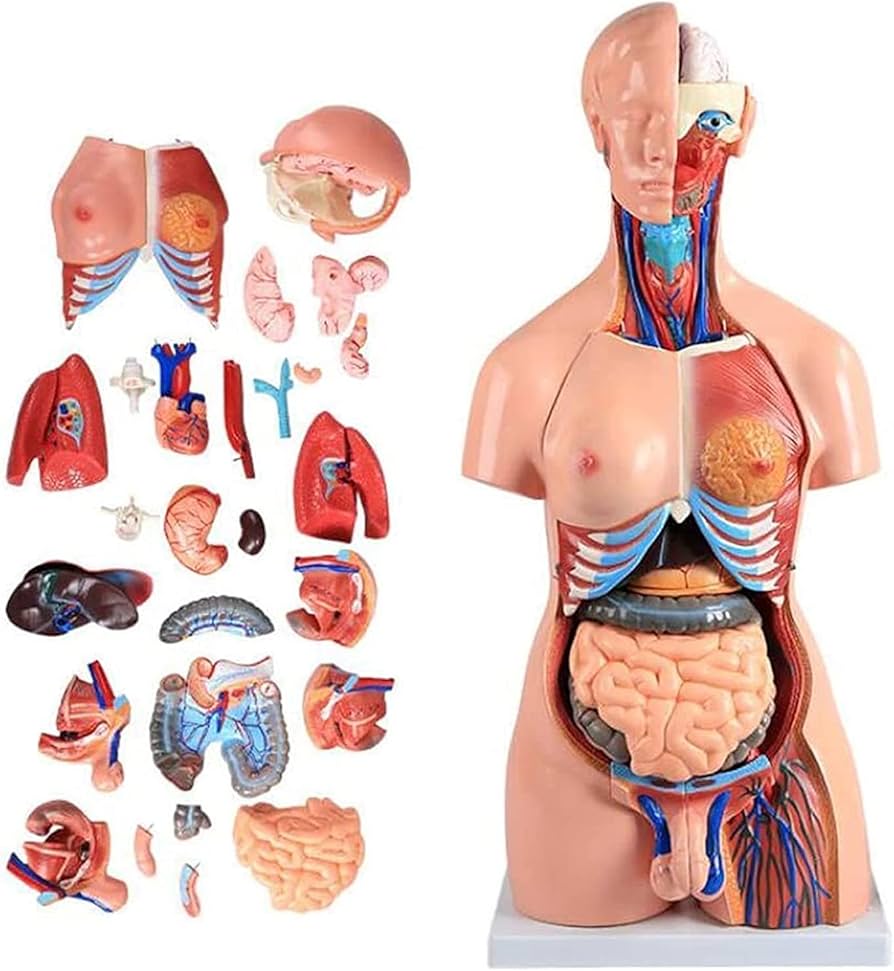 人体模型 AnatomyTools Female1:3Flesh/Anatomy v3A 人体模型