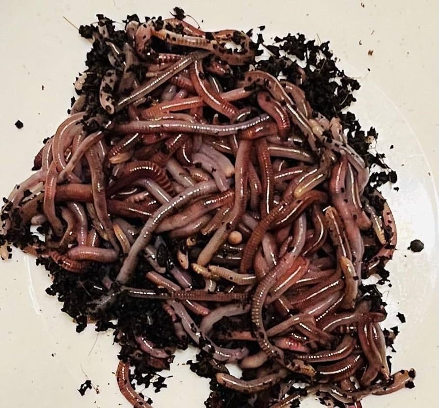 Amazon | 生きたミミズ特大1000匹 気温25度から宅急便クール便使用