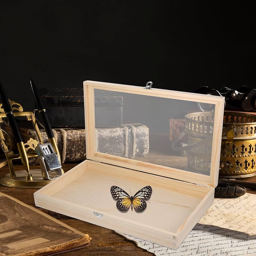 Amazon｜DOITOOL 標本箱 昆虫 2個セット 木製 ガラス蓋 標本ケース