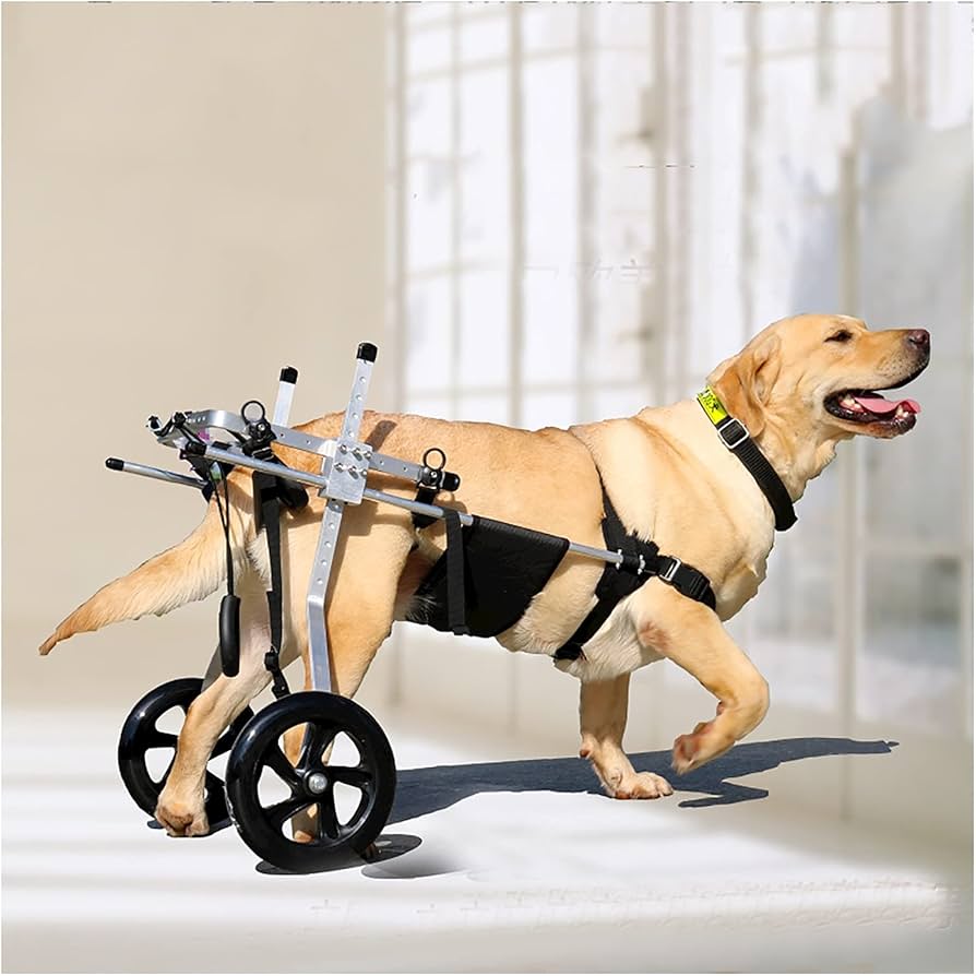 ビジョンフリーゼ4輪 リハビリ 食事補助 犬用車椅子 介護用品 犬の歩行