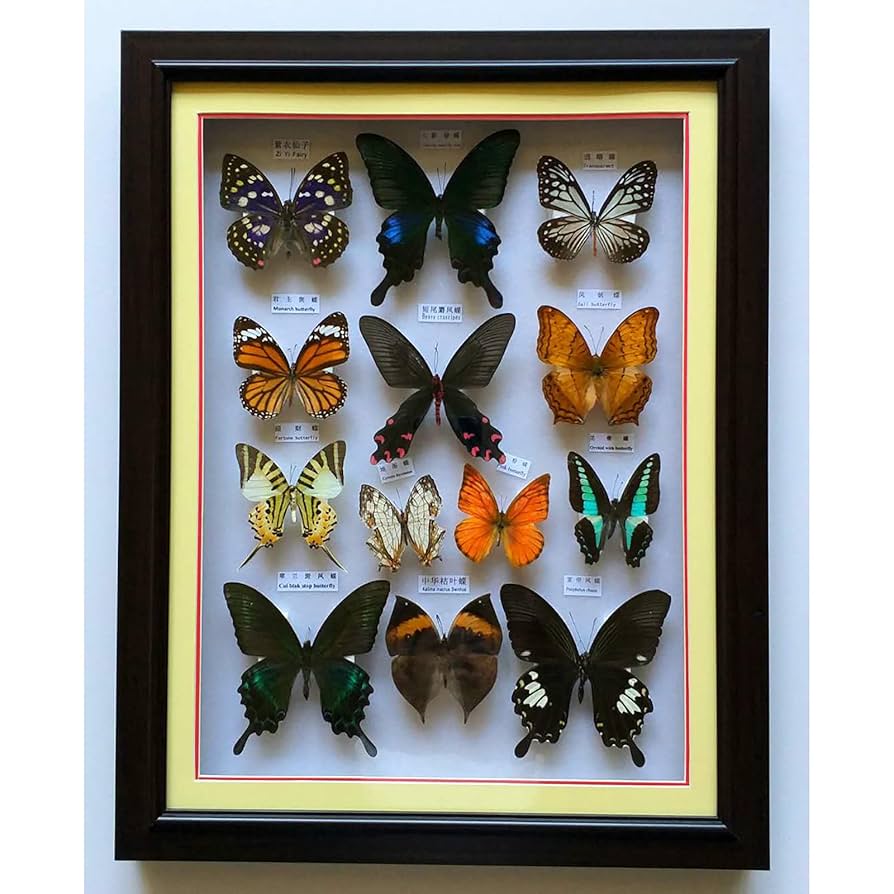 蝶標本 【公式通販】