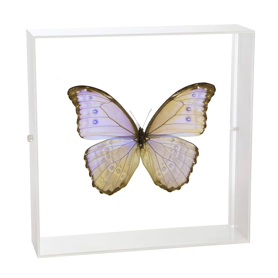 蝶 標本 額入り 15種 コレクション チョウ モルフォ タイマイ など
