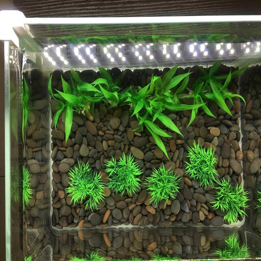 水草茂「はる様オーダー用」 水草茂「はる様オーダー用」