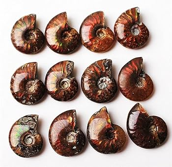 Amazon.co.jp: 1ピースレアライトアンモナイト化石シェルカラフルな