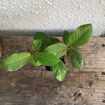 Amazon.co.jp: 3本セット！双葉が落ち、木質化が始まっている苗です