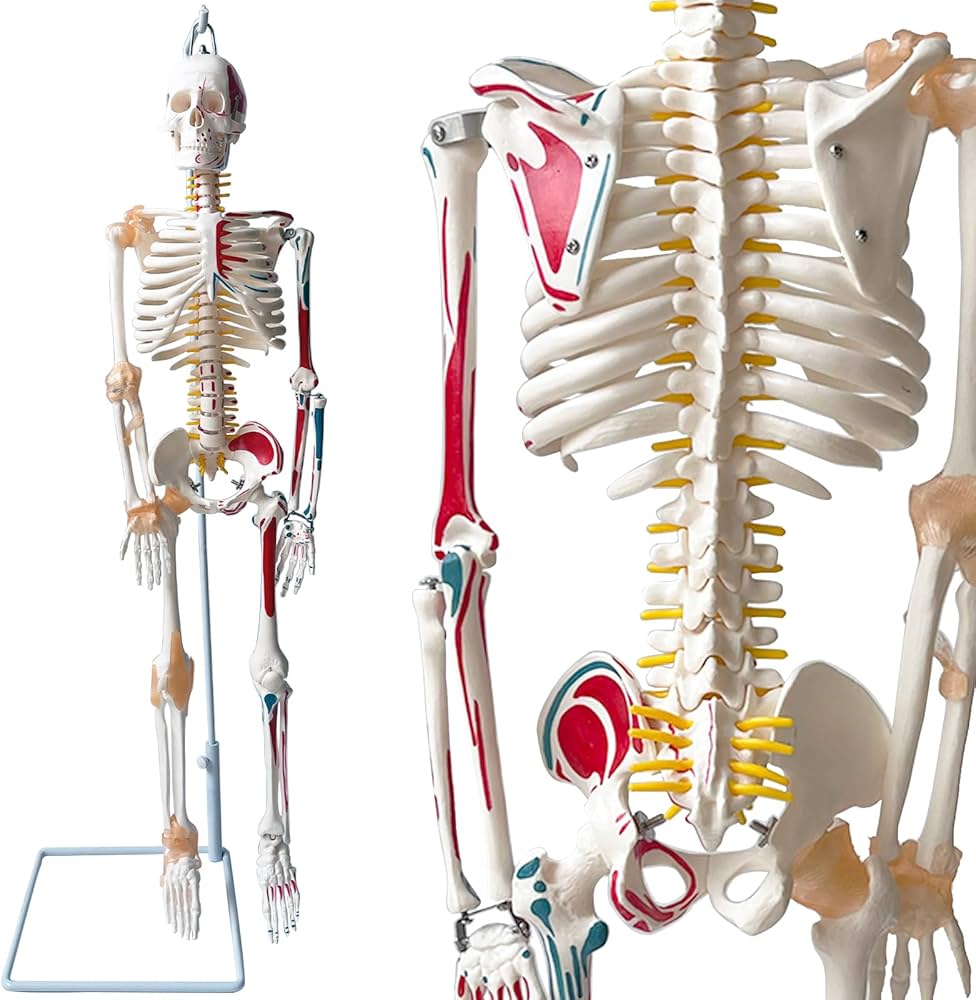 Amazon.co.jp: timiland 人体骨格模型 【サスペンションモデル 85cm