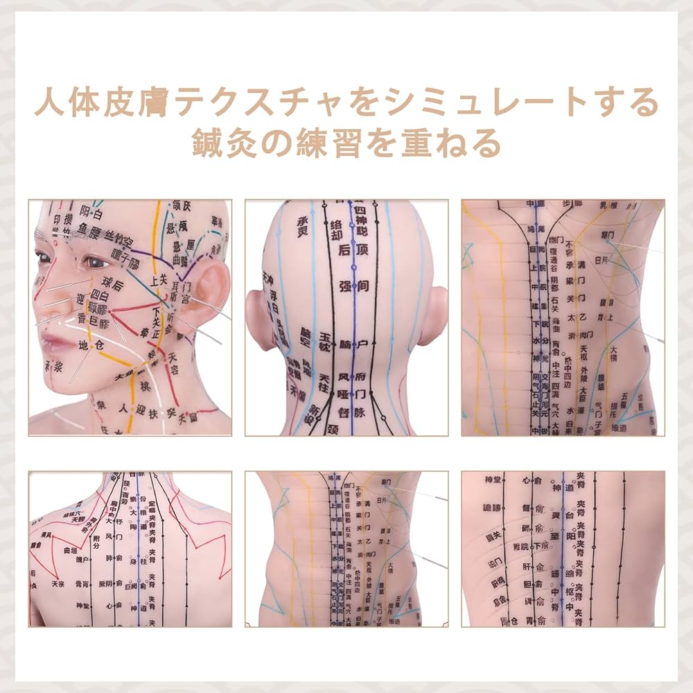 Sclerotome Pain 解剖図！カイロ！整体！鍼灸！エステ！トレーナー