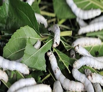 Amazon | 生きたシルクワーム 蚕 100匹| 高栄養生体餌 | 爬虫類