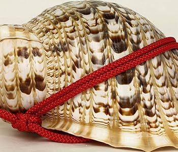 Amazon｜伊勢 - 宮忠 – 法螺貝 ほら貝 楽器 笛 歌口付き 真言宗タイプ