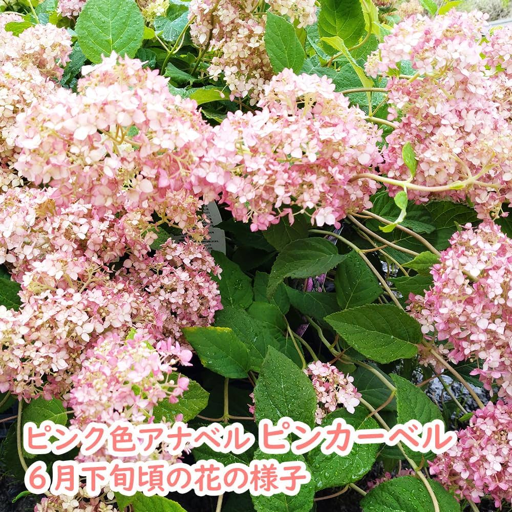 71Ko6vkiStL._AC_UF1000,