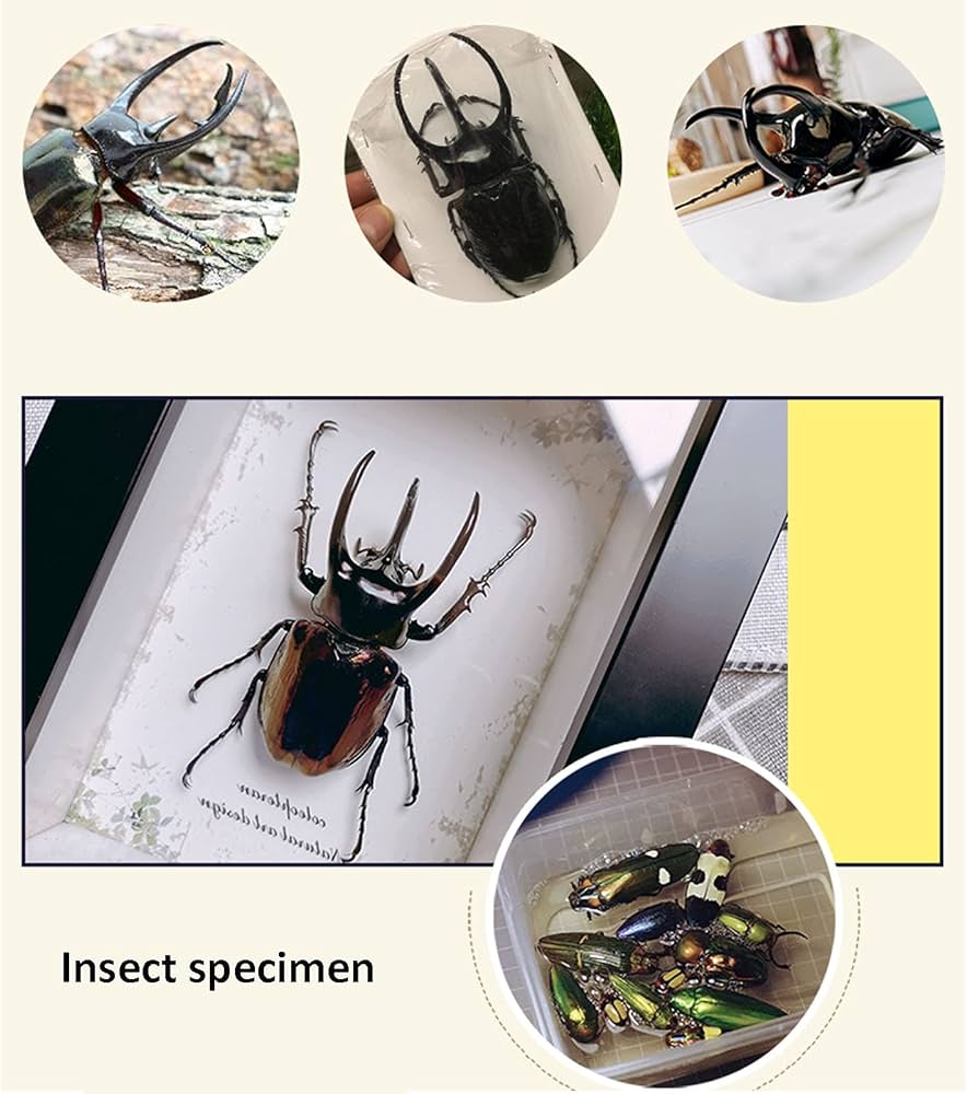 Amazon.co.jp: 天然昆虫標本、カブトムシ標本、昆虫標本フォトフレーム
